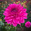 Thumbnail: Bloomquist Joyous