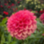 Thumbnail: Bloomquist Holy