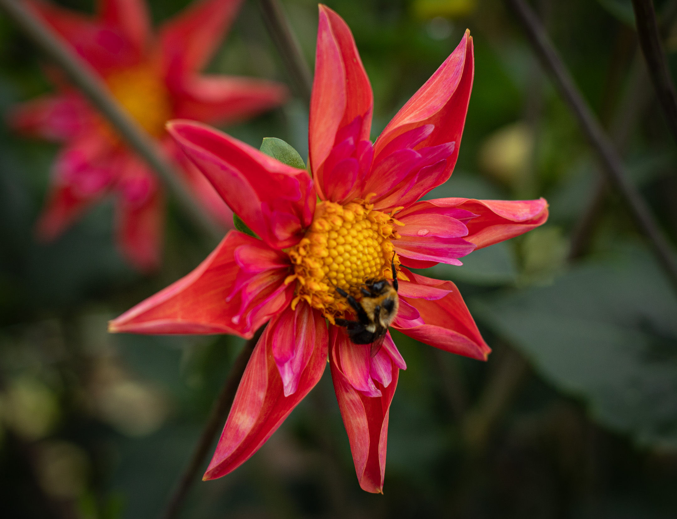 Bloomquist Bristling