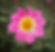 Bloomquist Lullaby
