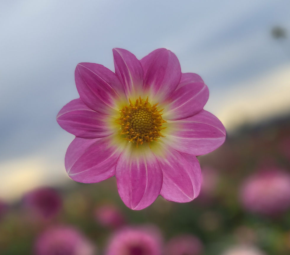Thumbnail: Bloomquist Lullaby