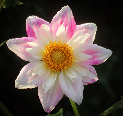 Bloomquist Charisma | NorthCascade Dahlias