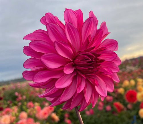 Bloomquist Lusty | NorthCascade Dahlias
