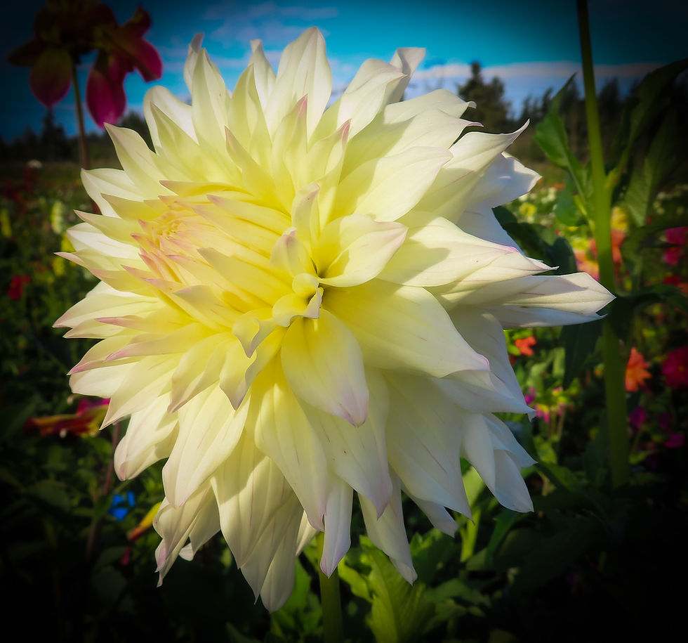 Thumbnail: Bloomquist Artistic