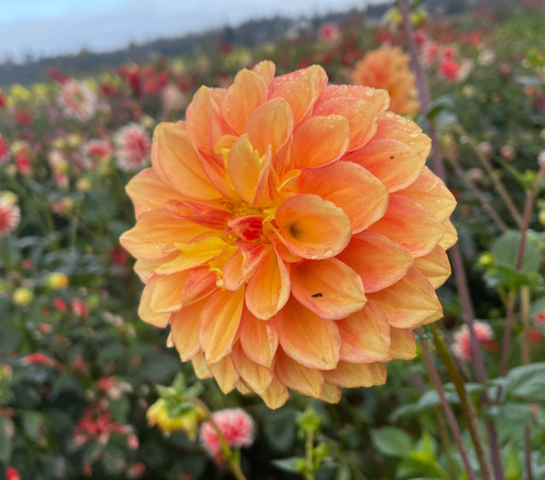 Bloomquist Satisfy | NorthCascade Dahlias