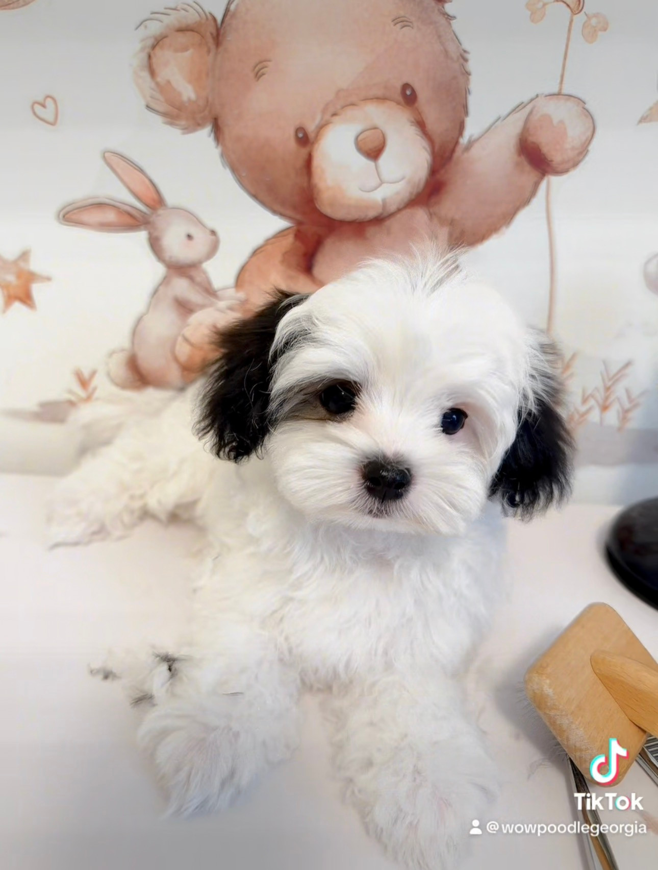 π©΅ Meet βMioβ β Our Little Pirate Firstborn Maltipoo Boyπ΄ββ οΈ