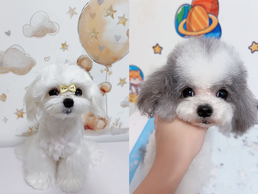Thumbnail: 🩶 Meet “Mipo” – Our Classic Split-Face Maltipoo Boy 🤍