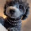 Thumbnail: Silver Toy Poodle "Red"