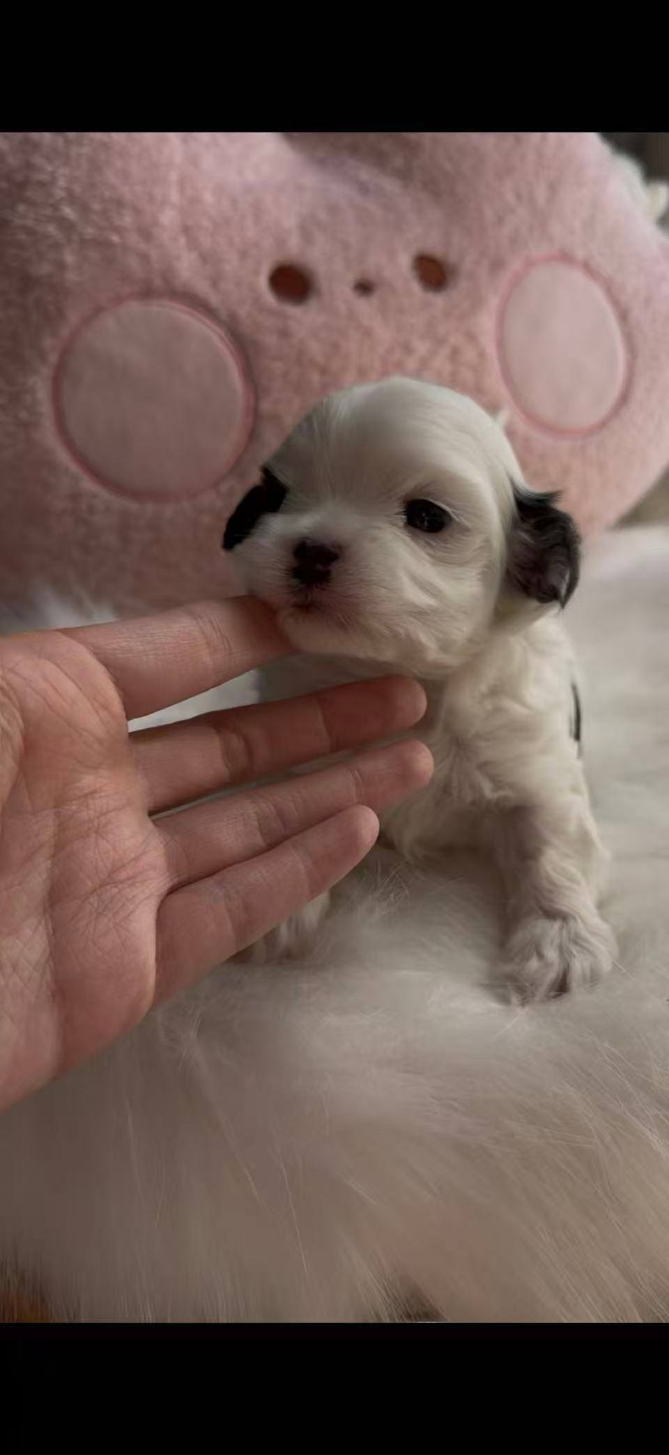 Thumbnail: 🩵 Meet “Mio” – Our Little Pirate Firstborn Maltipoo Boy🏴‍☠️