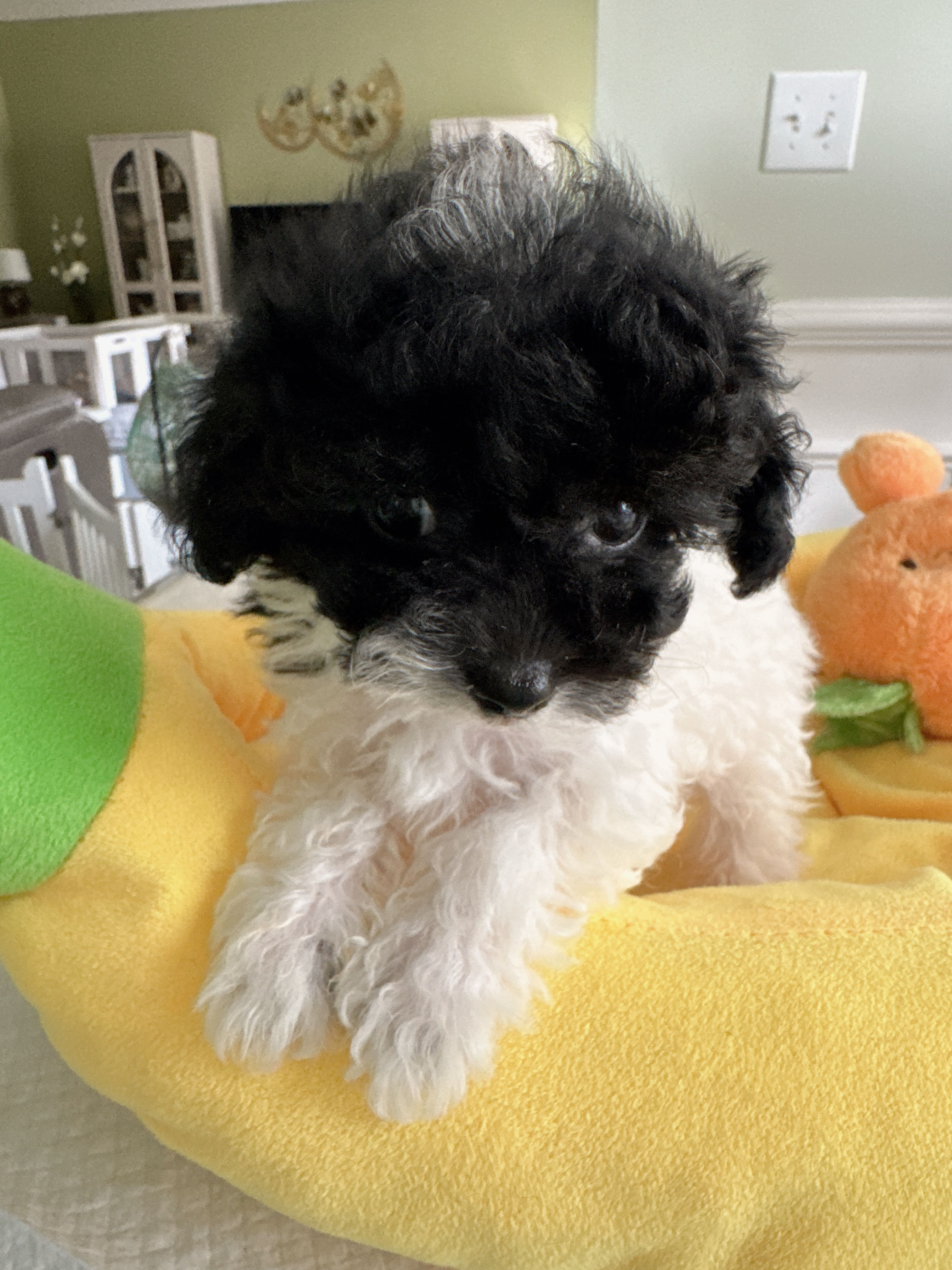 ๐ค Meet โJellyโ โ Our Striking Black & White Parti Teacup Girl ๐ค
