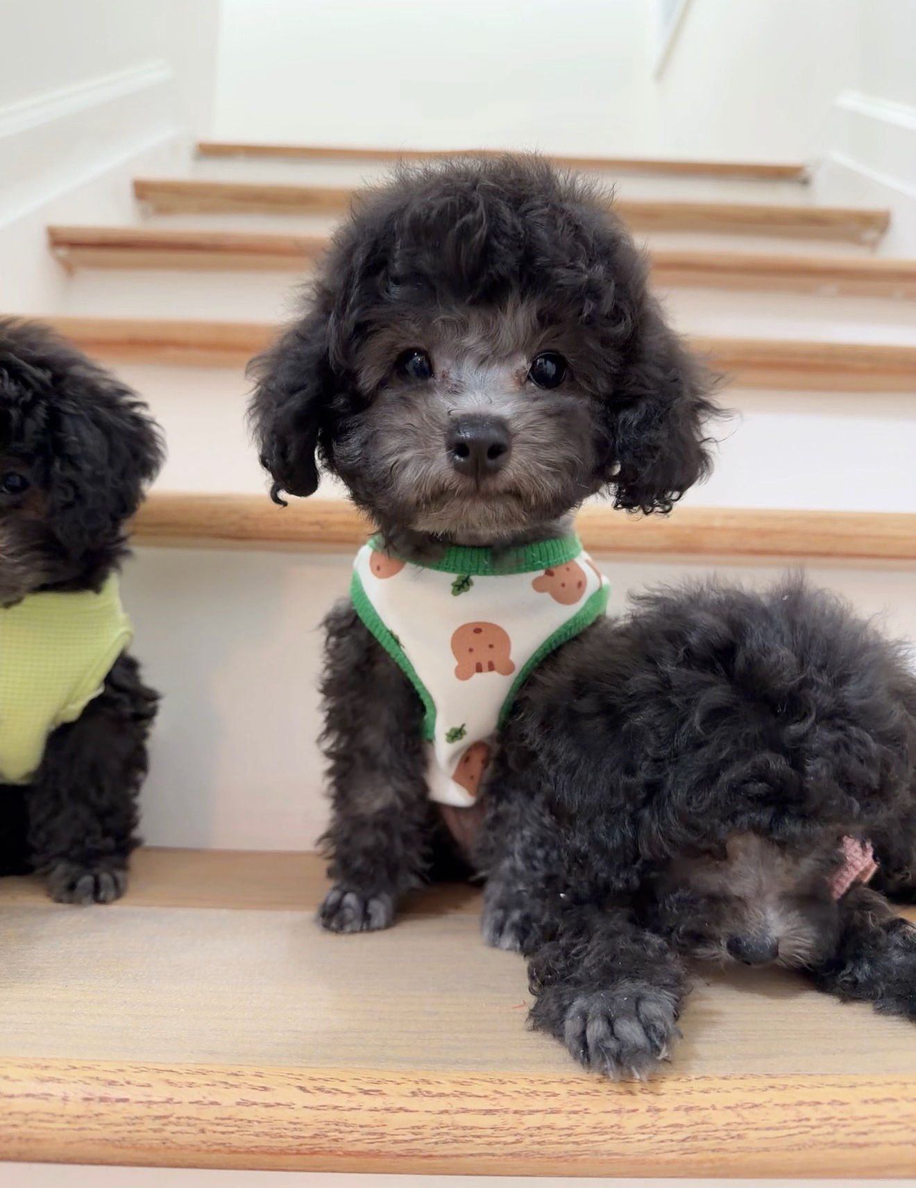 ๐ค Meet "Momo" โ Our Sweet Silver Toy Poodle Boy ๐พ