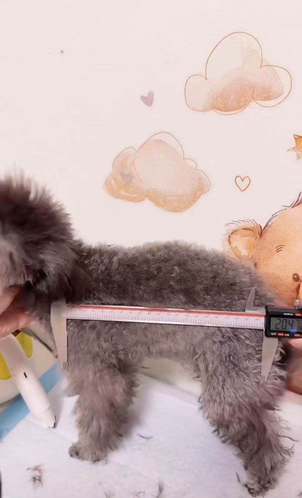 Thumbnail: 🤍 Meet “Lumi” – Our Gentle Silver Teacup Poodle Boy 🌸