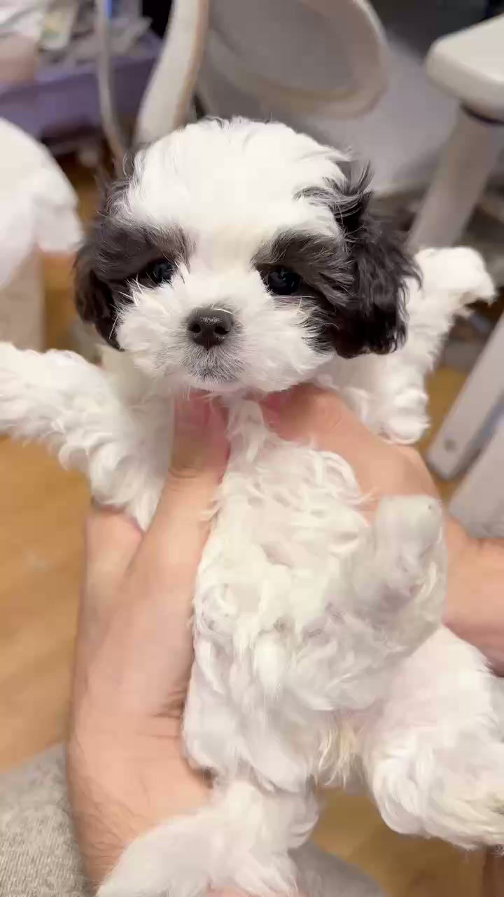 Thumbnail: 🩶 Meet “Mochi” – Our Classic Split-Face Maltipoo Girl 🤍