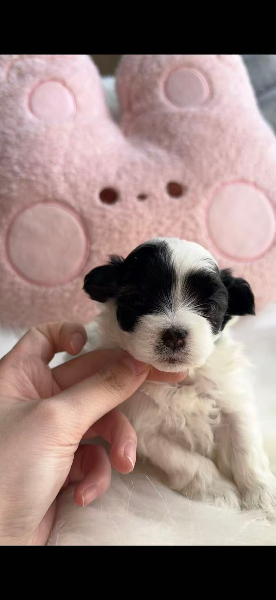 Thumbnail: 🩶 Meet “Mipo” – Our Classic Split-Face Maltipoo Boy 🤍