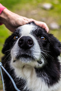Sheepdog Demonstration at Caitin's Pub
