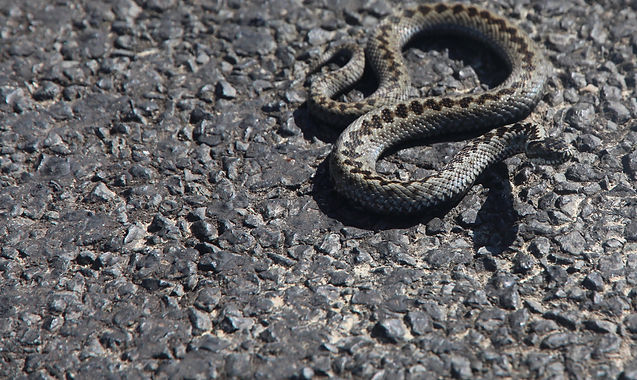 snake