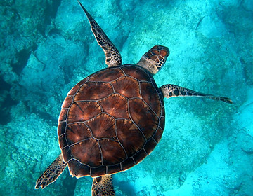 Bohol Island Hopping Tour by Javalava Tours