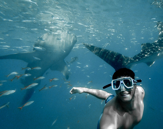 Swimming with Whale Sharks Philippines