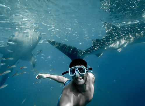 Whale Shark Oslob Cebu