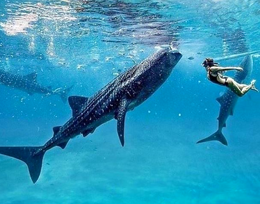 Whale Shark Encounter Oslob Cebu