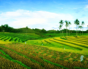 Cadapdapan Rice Terraces Bohol