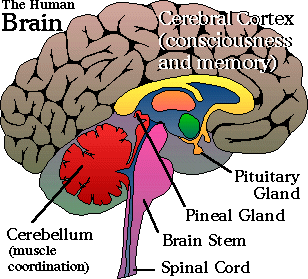 Human Brain.gif