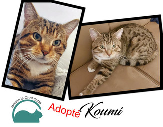 Koumi