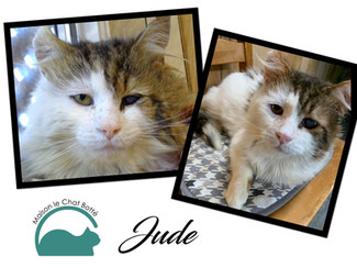 Jude