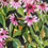Thumbnail: Echinacea (Print)