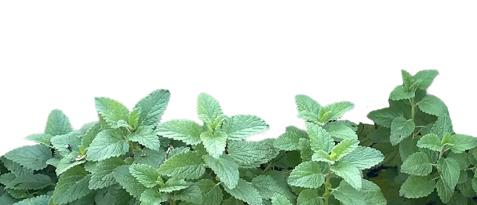 peppermint 95.webp