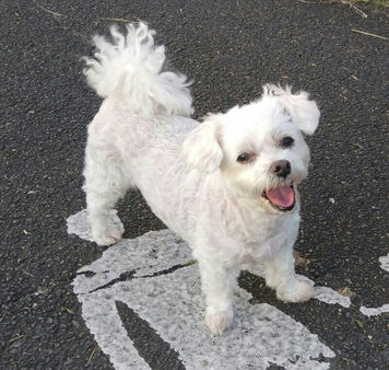 マルチーズとトイプードルのミックス犬🐾