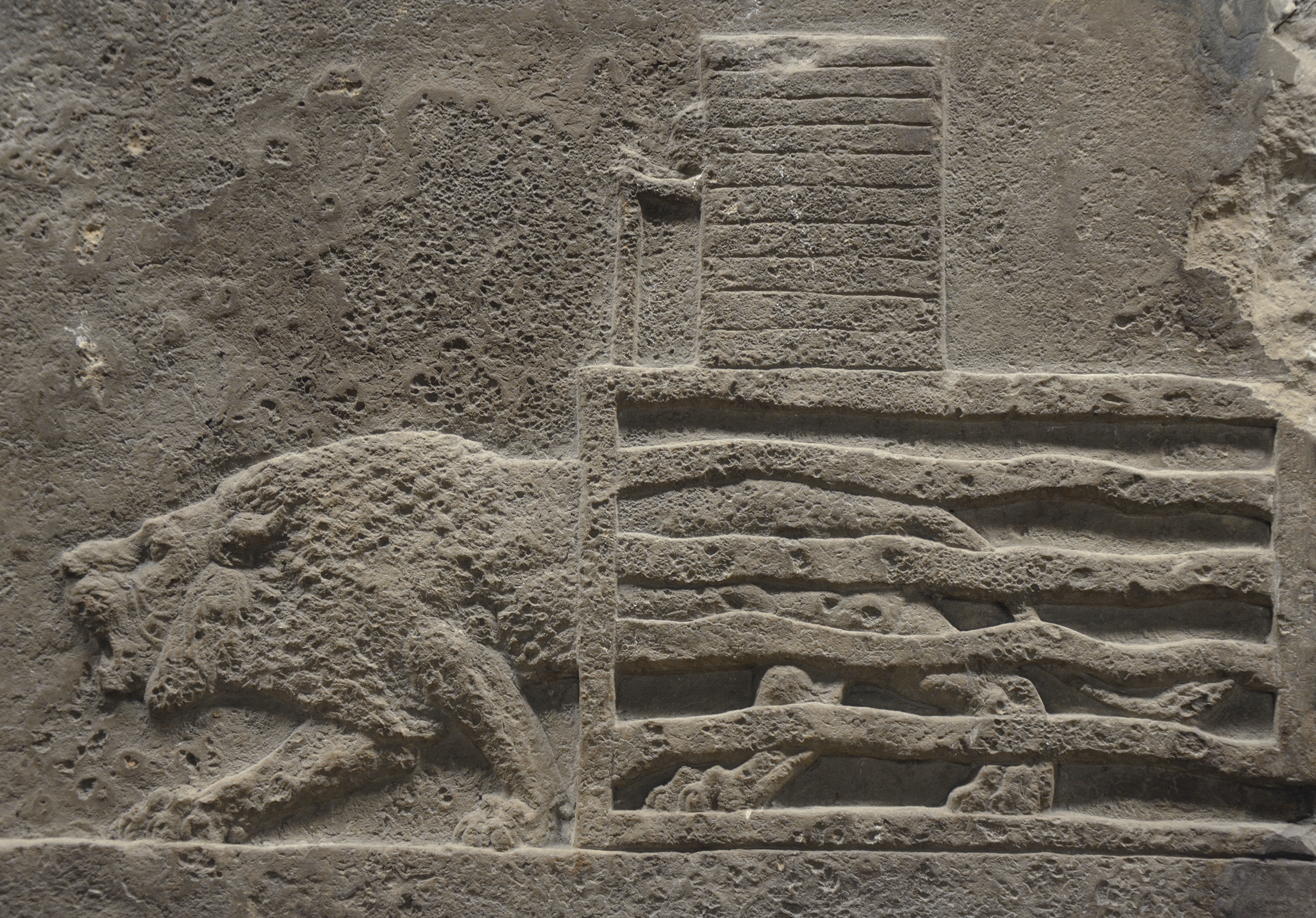 Lion hunt animated.gif