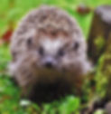 Naturspielgruppe Igeli Finn