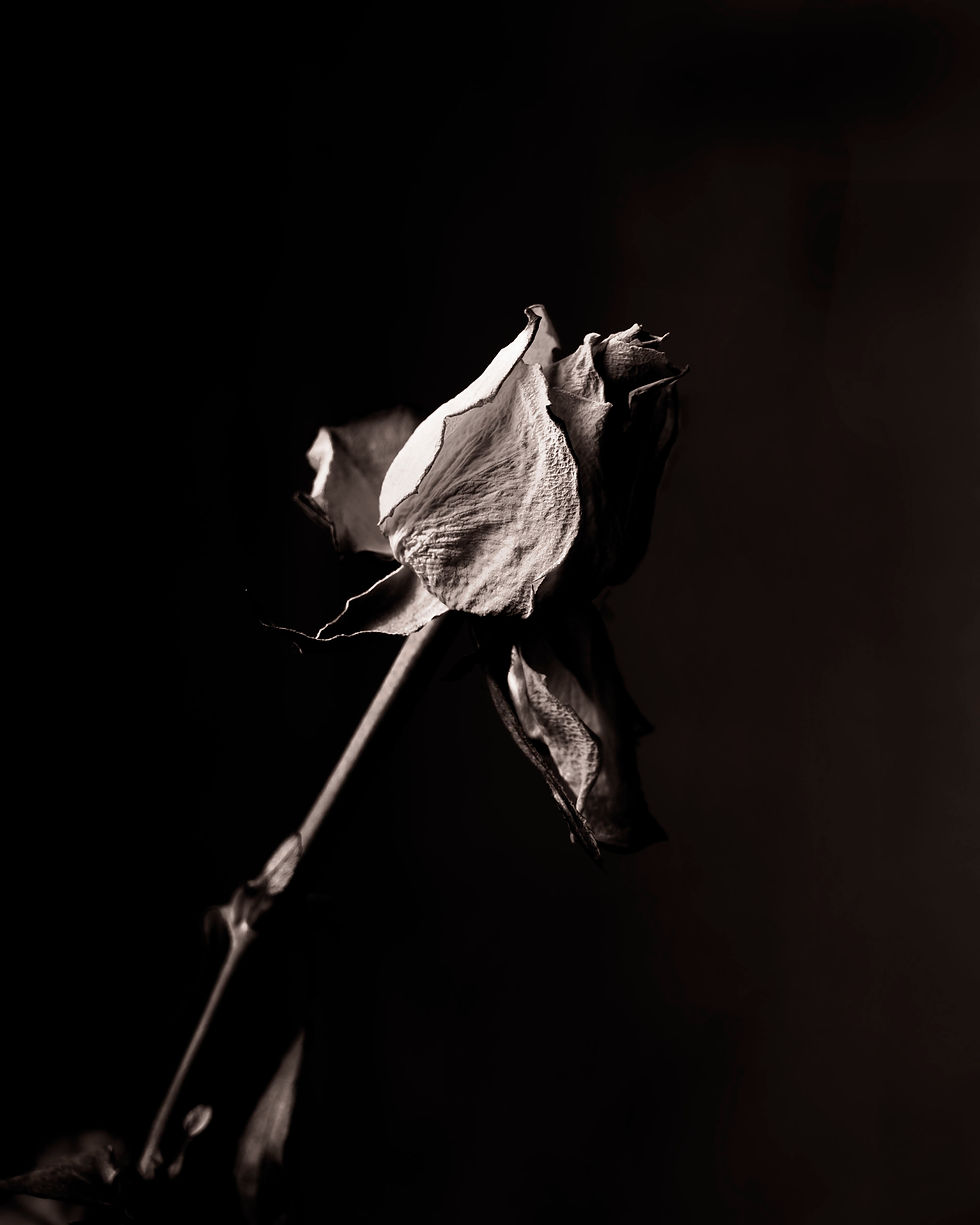 Rose_001