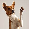 Dog Waving Paw_edited.jpg