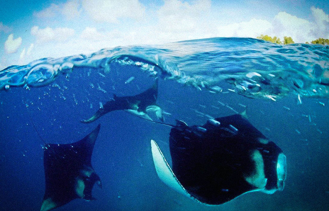 Two manta rays swimming just below the ocean surface off the coast of Kona, Big Island.