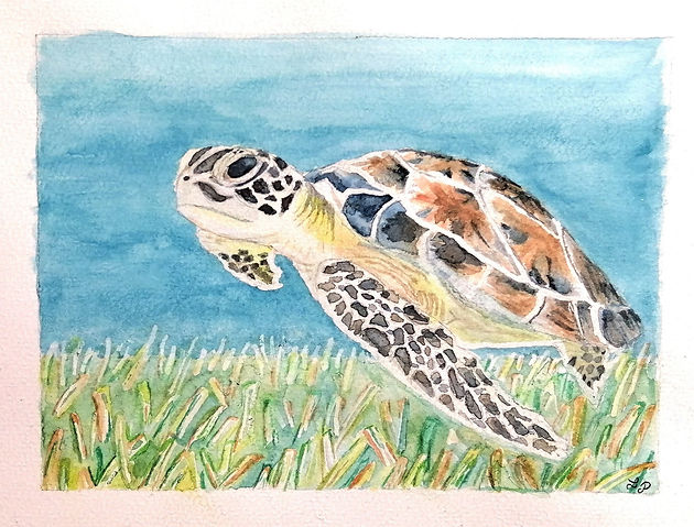 Tortue- milieu marin