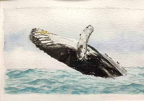 Baleine aquarelle