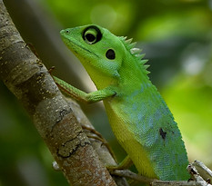 Wildlife in Borneo