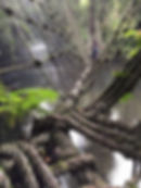 Monkey Bridge 2