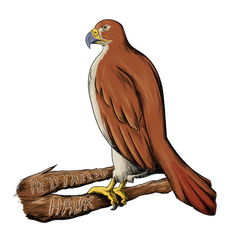 Copy of Her_Moses_Birds_of_Prey_Red-Tailed_Hawk.png