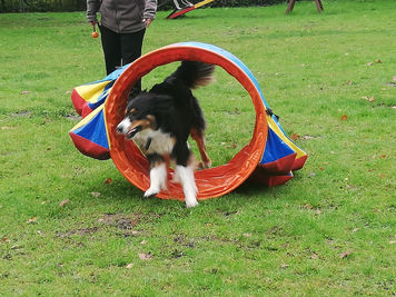 Haben heute beim Hoopers Training die Tunnel ausprobiert, Test bestanden!