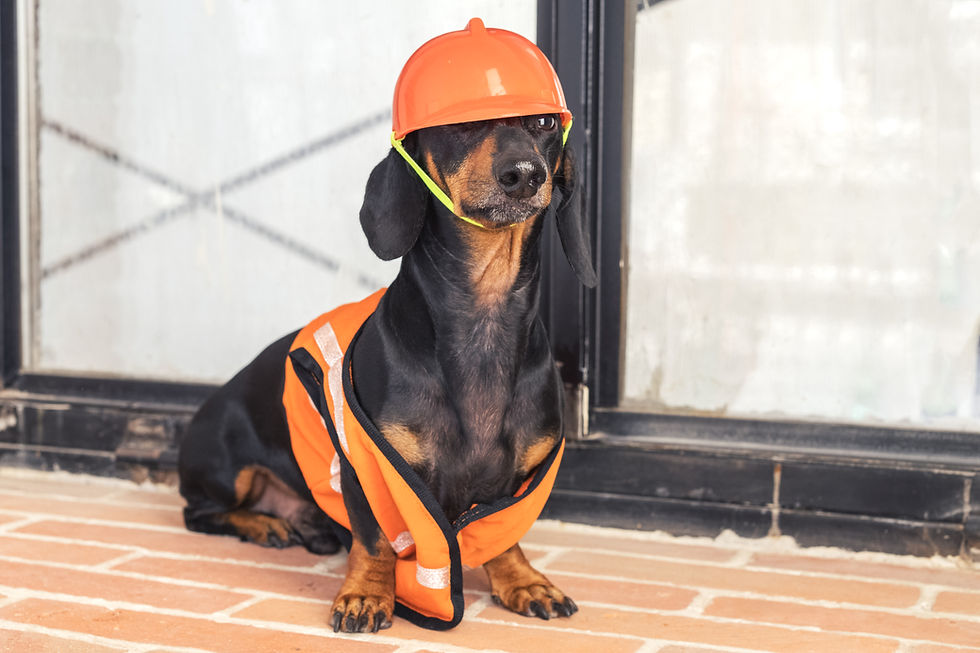 Dog In Construction cloths