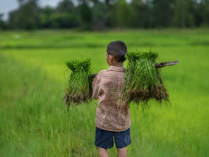 Trabajo Infantil: más de 50 millones de chicos hacen tareas peligrosas