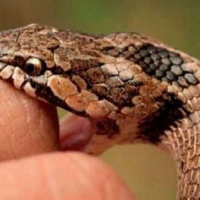 Reta: una mujer se recupera tras ser mordida por una yarará