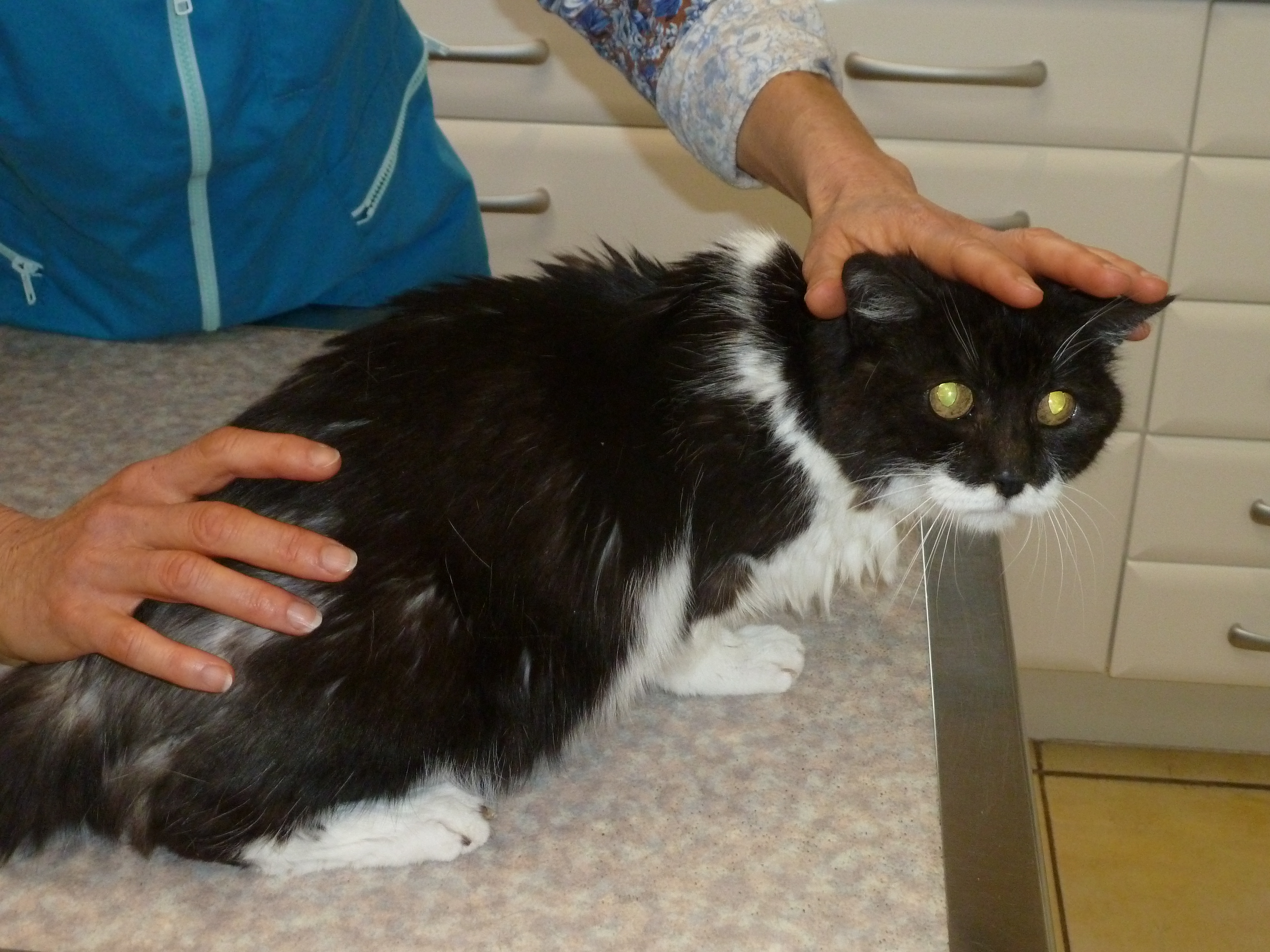 Arthrose du chat agé