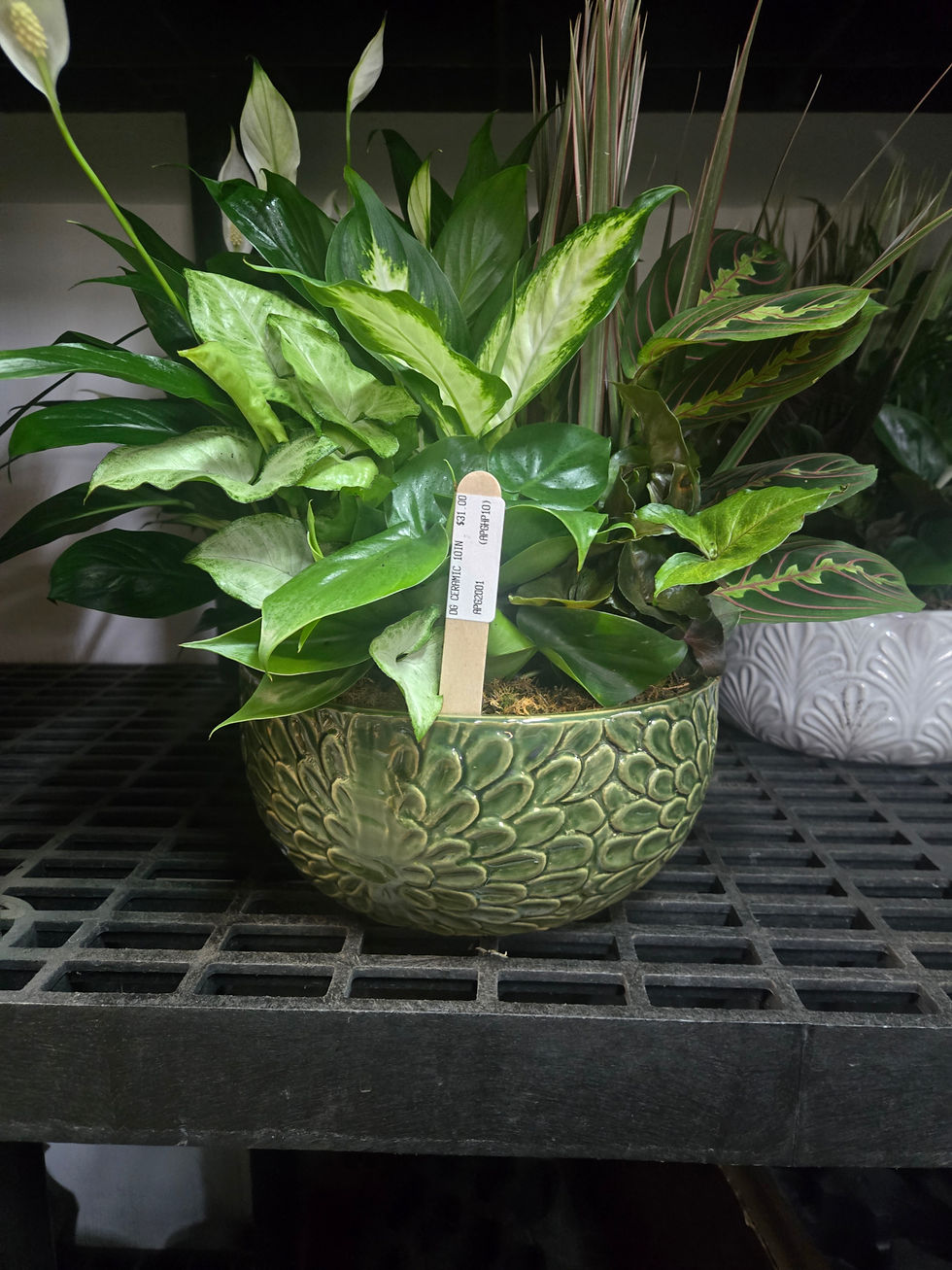 Thumbnail: Houseplant Dish Garden