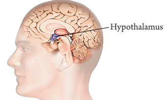 hypothalamus_edited.png