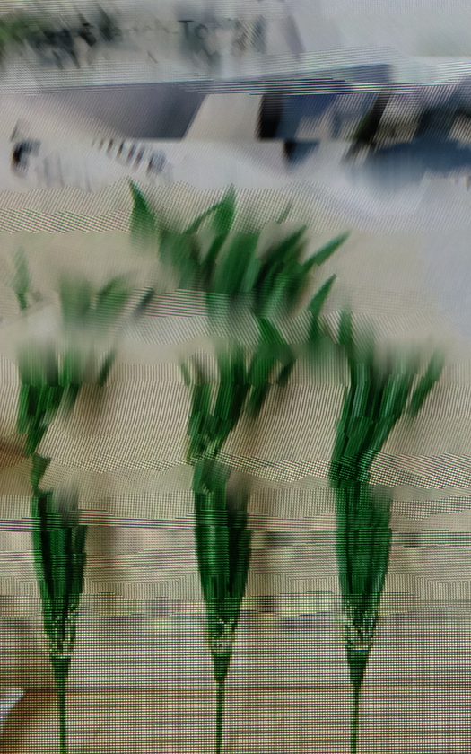 A-Borisov_SILKWWWAY_S019-R.png