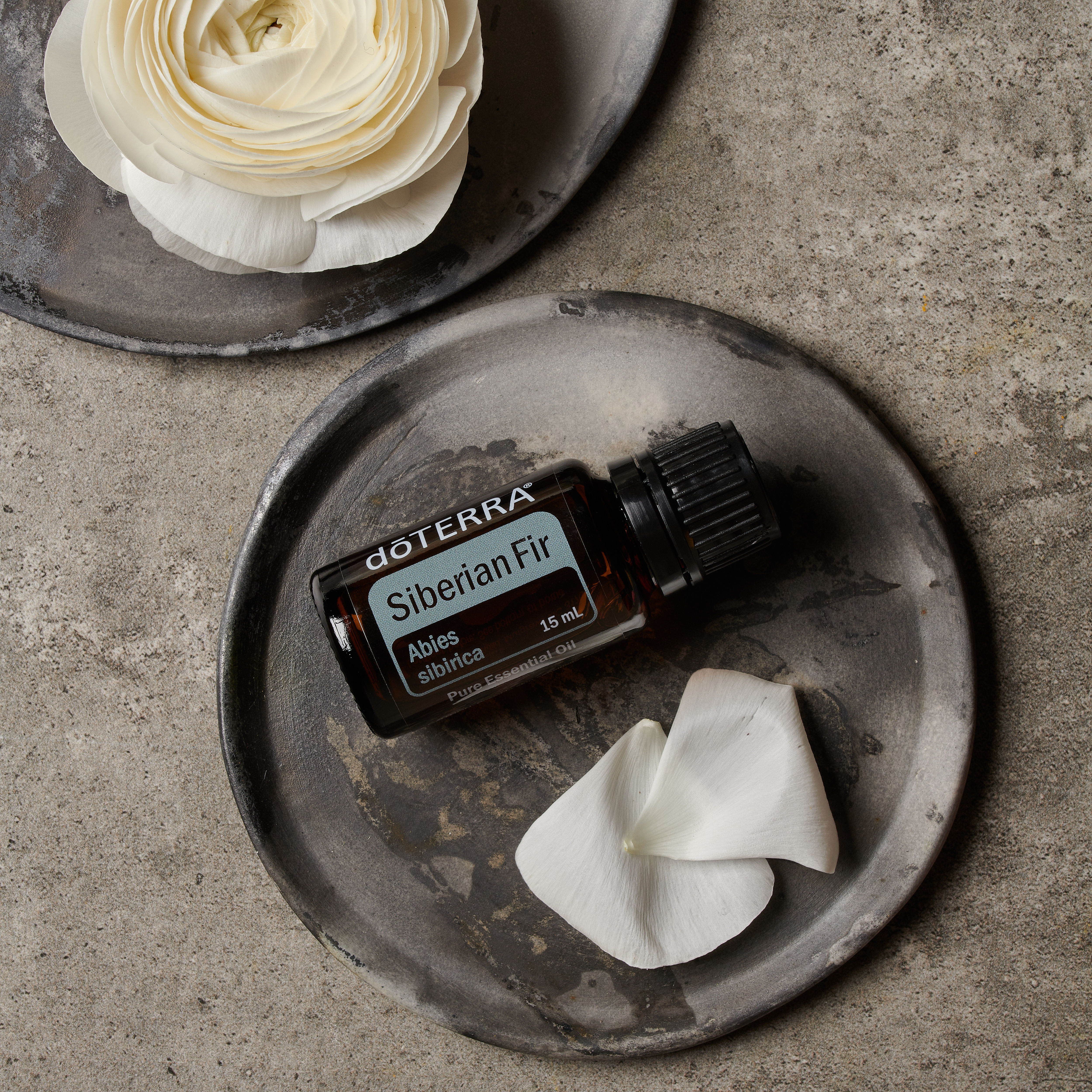 doTERRA Siberian Fir